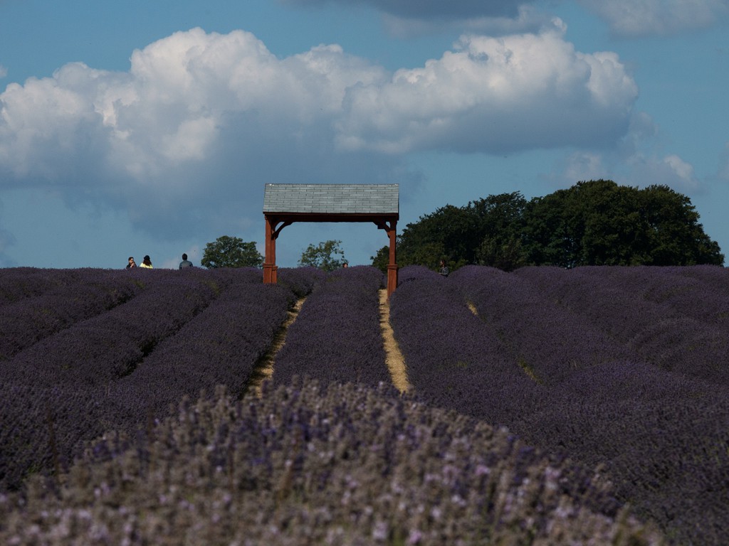 Mayfields Lavender Farm